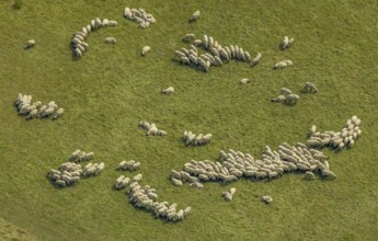 Aerial view, grazing sheep in a meadow in Bergkamen, Ruhr area, North Rhine-Westphalia, Germany,