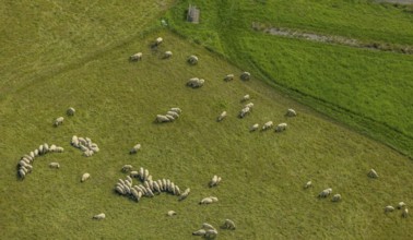 Aerial view, grazing sheep in a meadow in Bergkamen, Ruhr area, North Rhine-Westphalia, Germany,