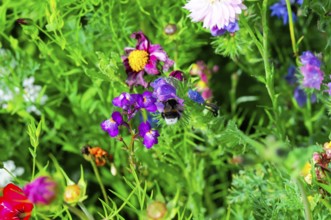 Bees fly over a sea of colourful wildflowers and collect nectar on a sunny summer's day, Colourful