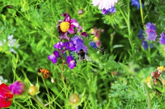 Vibrant wildflowers with bees collecting nectar in a dense, colourful sea of flowers, Colourful