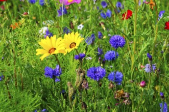 Yellow and purple flowers on a lively, colourful meadow, Bunte Blumenwiese, Schwäbisch Gmünd,