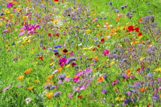 Colourful wildflowers cover a meadow on a sunny day, Colourful flower meadow, Schwäbisch Gmünd,