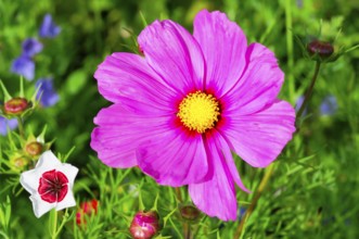 Cosmea bipinnata, pink cosmea flower with yellow centre, surrounded by green vegetation, colourful