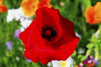 Corn poppy (Papaver rhoeas), Vivid red poppy flower focussed in the middle, surrounded by colourful