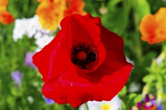 Corn poppy (Papaver rhoeas), Bright red poppy in full bloom against a green background, Colourful