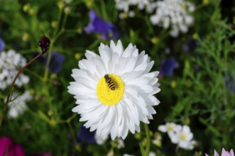 A white flower with a bee on the yellow centre, surrounded by green foliage, Colourful flower