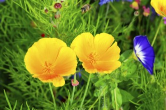 Yellow flowers on a green meadow with blue accent flowers, Colourful flower meadow, Schwäbisch