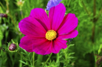 Cosmea bipinnata, dark pink flower with yellow centre, surrounded by green vegetation, colourful