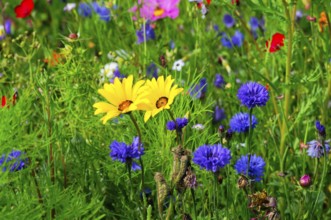 Yellow and blue flowers on a colourful summer meadow, Bunte Blumenwiese, Schwäbisch Gmünd,