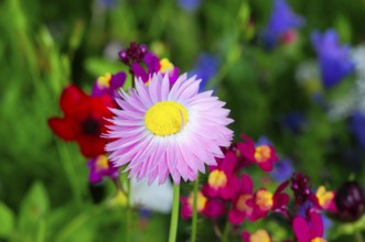 Pink flower with yellow centre amidst colourful meadow flowers, Bunte Blumenwiese, Schwäbisch
