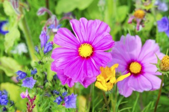 Ornamental basket, cosmea (Cosmea bipinnata), delicate pink flowers with a yellow centre against a