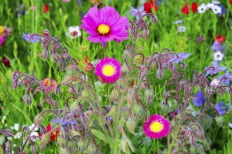 Pink flowers with yellow centre on a colourful, lively meadow, Bunte Blumenwiese, Schwäbisch Gmünd,