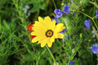 Yellow flower shines amidst green leaves on a summer meadow, Colourful flower meadow, Schwäbisch