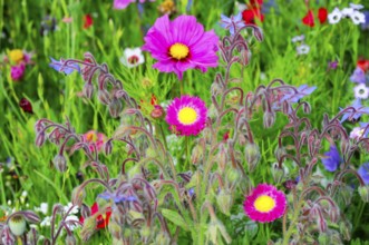 Lively flower meadow with pink and yellow flowers in fresh green, Colourful flower meadow,