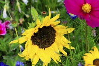Yellow sunflower amidst colourful summer flowers, Colourful flower meadow, Schwäbisch Gmünd,