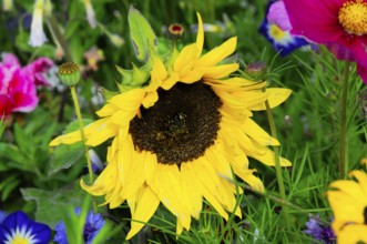 Large yellow sunflower among colourful wildflowers, Colourful flower meadow, Schwäbisch Gmünd,