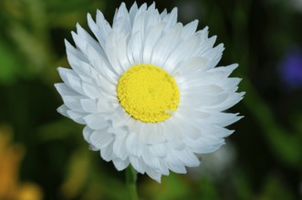 Large white flower with yellow centre in close-up, Colourful flower meadow, Schwäbisch Gmünd,