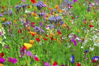 Colourful variety of wildflowers in a summer landscape, Colourful flower meadow, Schwäbisch Gmünd,