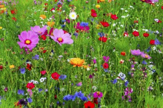 Colourful summer meadow with a variety of wildflowers in green surroundings, Colourful flower