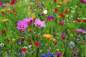 A living sea of flowers in a green natural environment, Colourful flower meadow, Schwäbisch Gmünd,