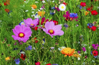 Different coloured flowers in a lush, green meadow, Colourful flower meadow, Schwäbisch Gmünd,