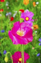 Corn poppy (Papaver rhoeas), Bright pink flower on a colourful summer meadow full of wildflowers,