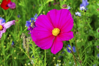 A bright pink flower in the middle of a green meadow, Bunte Blumenwiese, Schwäbisch Gmünd,