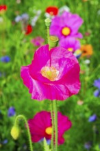 Corn poppy (Papaver rhoeas), Vibrant pink flower stands out in a meadow full of flowers, Colourful