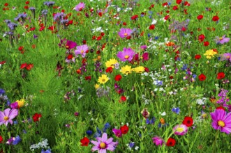 Colourful summer meadow full of blooming wildflowers, Bunte Blumenwiese, Schwäbisch Gmünd,