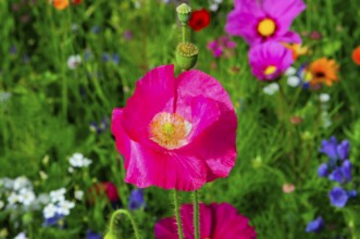 Corn poppy (Papaver rhoeas), pink flower protruding from a blooming summer meadow, colourful flower