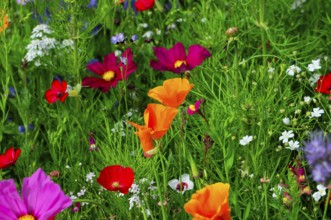 Small colourful meadow with striking orange wildflowers, Bunte Blumenwiese, Schwäbisch Gmünd,