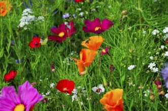 Flower meadow with colourful wildflowers and eye-catching orange flowers, Colourful flower meadow,