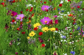 Colourful flower meadow with various wildflowers in vibrant colours, Bunte Blumenwiese, Schwäbisch