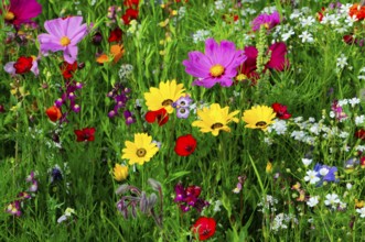 Ornamental basket, cosmea (Cosmea bipinnata), Colourful flowers, including pink and yellow