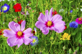 Ornamental basket, cosmea (Cosmea bipinnata), Two pink flowers stand prominently in front of a