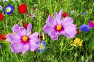Ornamental basket, cosmea (Cosmea bipinnata), Two large pink flowers stand out amidst colourful