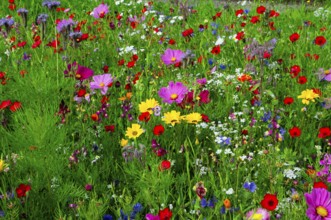 Vibrant and colourful flower meadow full of wild flowers, Bunte Blumenwiese, Schwäbisch Gmünd,