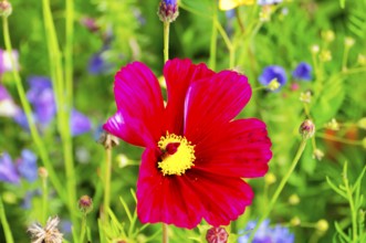 Cosmea bipinnata, A red flower with a yellow centre against a colourful, lively background,