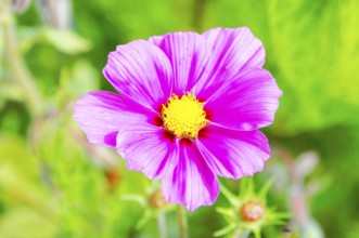 Ornamental basket, cosmea (Cosmea bipinnata), pink flower with yellow centre shows in front of a