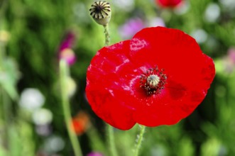 Corn poppy (Papaver rhoeas), A blooming red poppy in a vivid green background with a stand of buds,