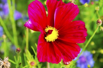 Ornamental basket, cosmea (Cosmea bipinnata), red flower with conspicuous yellow core in front of a
