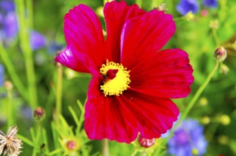 Ornamental basket, cosmea (Cosmea bipinnata), bright red flower with yellow centre in a colourful,