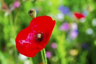Corn poppy (Papaver rhoeas), Red poppy stands out in constant green, surrounded by blurred