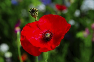 Corn poppy (Papaver rhoeas), Bright red poppy against a blurred green background in a summery