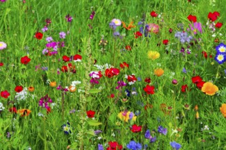 A lush meadow full of colourful and blooming flowers with green foliage, Bunte Blumenwiese,
