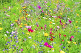 A field of blooming wildflowers in vibrant colours and green grass, Bunte Blumenwiese, Schwäbisch