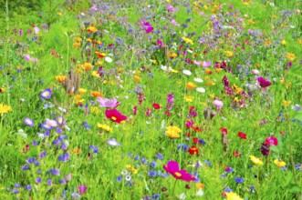 A blooming field full of colourful wildflowers and green meadow, Bunte Blumenwiese, Schwäbisch
