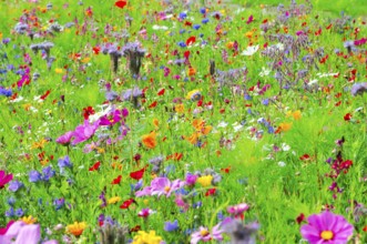 A lively flower meadow full of colourful, blooming wildflowers, Bunte Blumenwiese, Schwäbisch