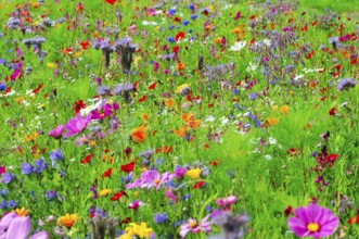 A colourful field of vibrant wildflowers in full bloom, Bunte Blumenwiese, Schwäbisch Gmünd,