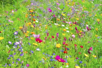A diverse selection of colourful flowers on a green meadow, Bunte Blumenwiese, Schwäbisch Gmünd,